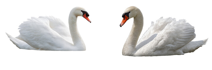 Set of a swan floating on water isolated on transparent background.