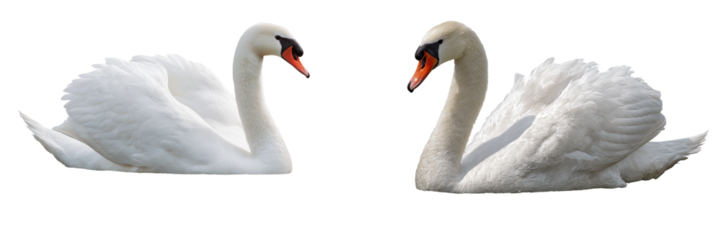 Set of a swan floating on water isolated on transparent background.