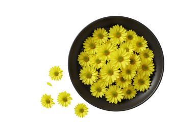 黄色い菊の花が黒い皿に配置され透明な背景の俯瞰図 自然の装飾テーマ