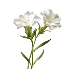 Naklejka premium Delicate white phlox flowers on a white background