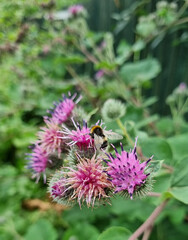 Bumblebee pollinates a flower of burdock in the garden. Close-up, selective focus