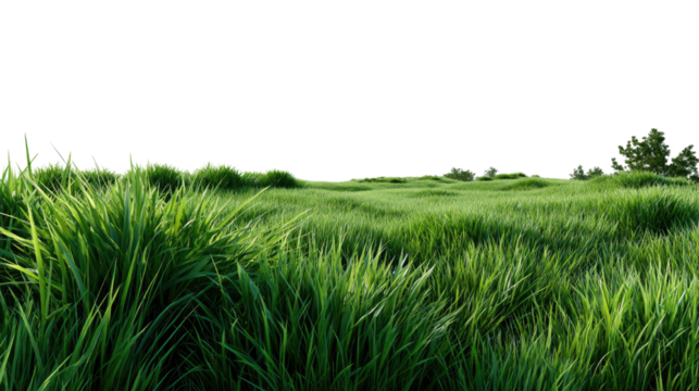 Vibrant Green Grass and Serene Skies: A close-up shot reveals lush, green grass gently swaying under a bright sky, creating a sense of calm and tranquility