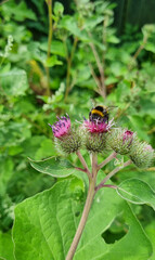 Bumblebee pollinates a flower of burdock in the garden. Close-up, selective focus