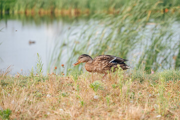 A duck in a city park, walking on the grass near a pond.