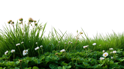 Green Meadow Flora: A serene snapshot capturing a vibrant display of grass and delicate daisies in full bloom. this picturesque scene embodies the pure essence of spring and freshness.