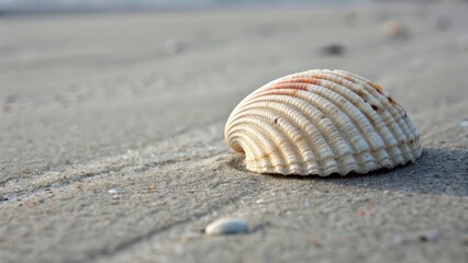 Close up of a seashell on sandy beach capturing coastal beauty