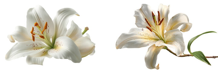 Set of a lily flower isolated on transparent background.