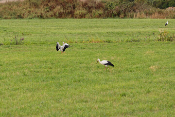 cigognes