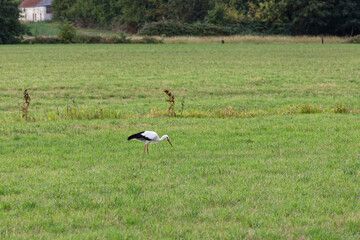cigognes