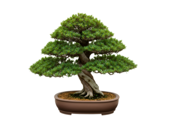 黒背景に隔離された盆栽の美しい緑の木盆栽鉢に植えられたミニチュアアート