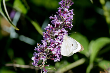 Large white butterfly (Pieris brassicae) perched on summer lilac in Zurich, Switzerland
