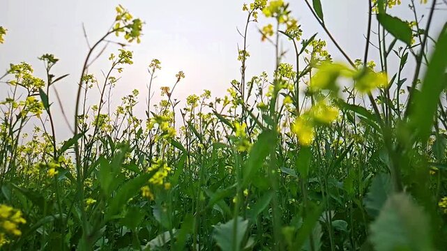 Blanketed in yellow, the mustard fields bask in golden light, each bloom whispering in the evening wind slow motion video footage