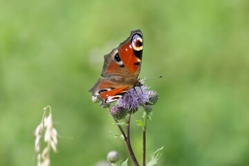 European peacock butterfly (Aglais io) sitting on pink flower in Zurich, Switzerland
