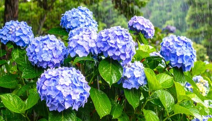 A close-up photo features clusters of vibrant, blue-purple blossoms amidst lush green foliage in a rainy environment. 