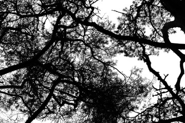 A detailed view of interwoven pine tree branches silhouetted isolated on white