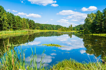 Obraz premium Amazing lake on green meadow and forest in background on summer sunny day, Roztocze National Park, Poland