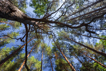 Looking up at tall forest trees with pine foliage against a clear, vibrant blue sky