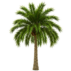 Fototapeta premium Tall green palm tree with full fronds isolated on white white background