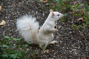 Albino squirrel looking for seeds on ground