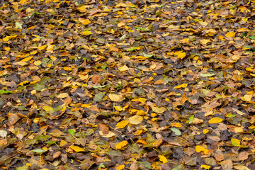 Fallen autumn leaves covering forest ground