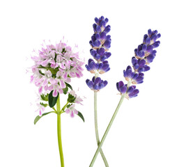 Obraz premium Thyme and lavender flowers