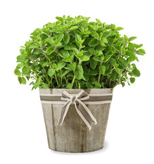 Naklejka premium Oregano plants in vase
