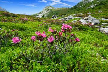 Pink Rhododendron