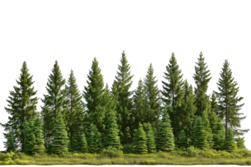 Spruce Tree Forest Landscape with Sky Isolated on Transparent Background. Evergreen Spruce Forest Scene Cutout PNG.
