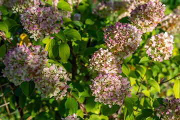 Pink and white hydrangea flowers in sunlight. Cluster of blooming hydrangea flowers with soft pink and white petals surrounded by green leaves, captured in warm daylight.