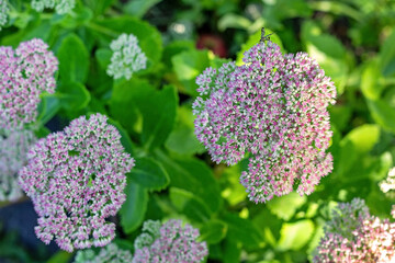 Pink sedum flowers blooming in summer garden. Close-up of pink sedum blossoms in full bloom with vibrant green leaves, captured under natural sunlight in a lush garden.