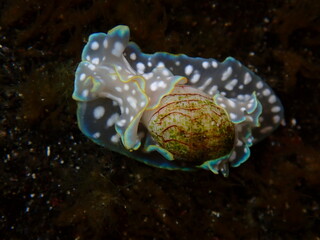 Caracol Burbuja 