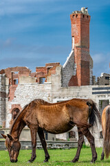 horse in the mountains