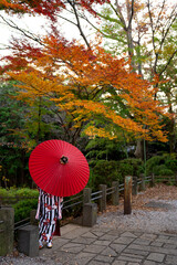 Kawagoe, Japan - 1 December 2019 :  A person wearing a traditional kimono holds a red Japanese umbrella beneath vibrant autumn leaves in a peaceful Japanese garden.
