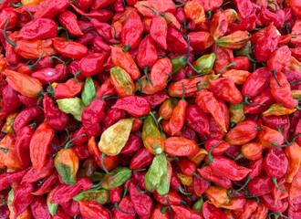 red hot chili peppers, Naga chilli or bhoot jalakia