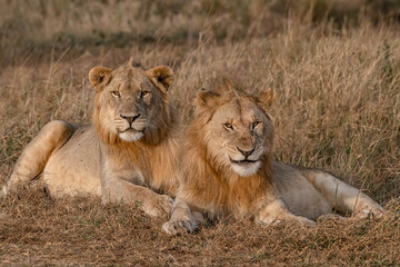 lion