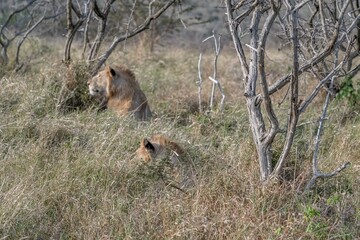 lion