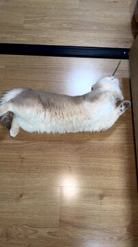 Vertical video of Sleepy domestic lilac british shorthair cat dreaming of an acalypha indica plant, relaxed feline lies stretched out feeling peaceful and content on warm wooden floor