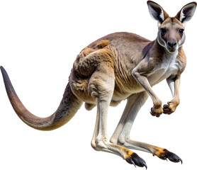 Bounding Outback Hopper