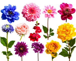 Side Angle of Assorted Single Flower Collection, Botanical Set, Isolated on Transparent Background