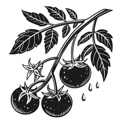 vector illustration of a cherry