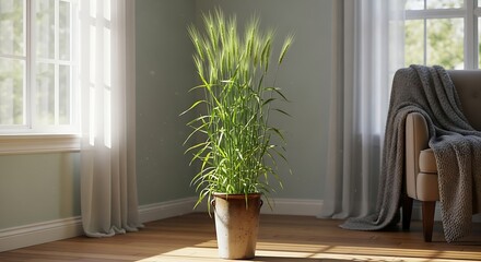 Indoor plant in a pot near the window.