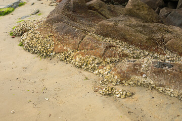 Mollusc shells attached to rocks by the shore. Caieira da Barra do Sul, fishermen village in the South of Florianopolis, Brazil