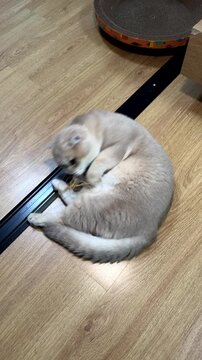 Vertical video of Content lilac british shorthair kitten sleeping peacefully after playing with an acalypha indica plant, cute cat enjoying cozy nap on floor showing pure relaxation