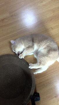Vertical video of Relaxed lilac british shorthair cat napping on wooden floor, peaceful domestic feline feeling euphoric and sleepy after playtime near popular acalypha indica plant