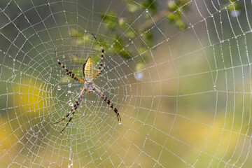 close up of the underside of an orb weaving spider with dew drops on web