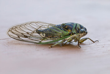 close up of female cicada