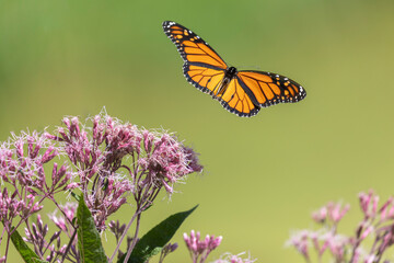 monarch butterfly in flight over a large joe pye weed flower