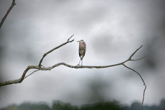 blue heron standing on a branch with a dark cloudy background