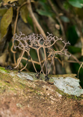 Thamnomyces dendroideus fungi in Florianopolis, Brazil