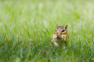 chipmunk in the grass with a full pouch of food 